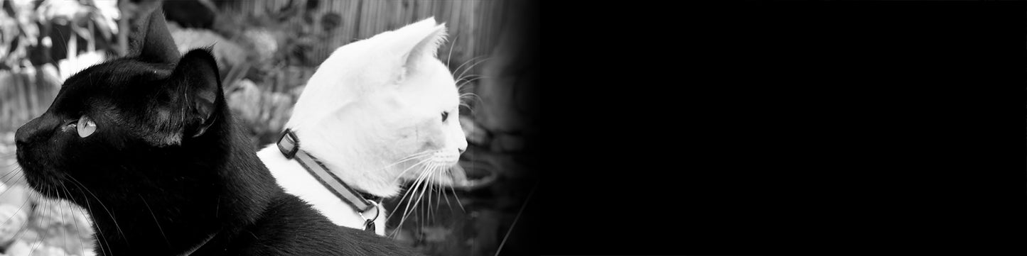 Chapa Ying Yang esqueletos de gatos personalizada con nombre y teléfono