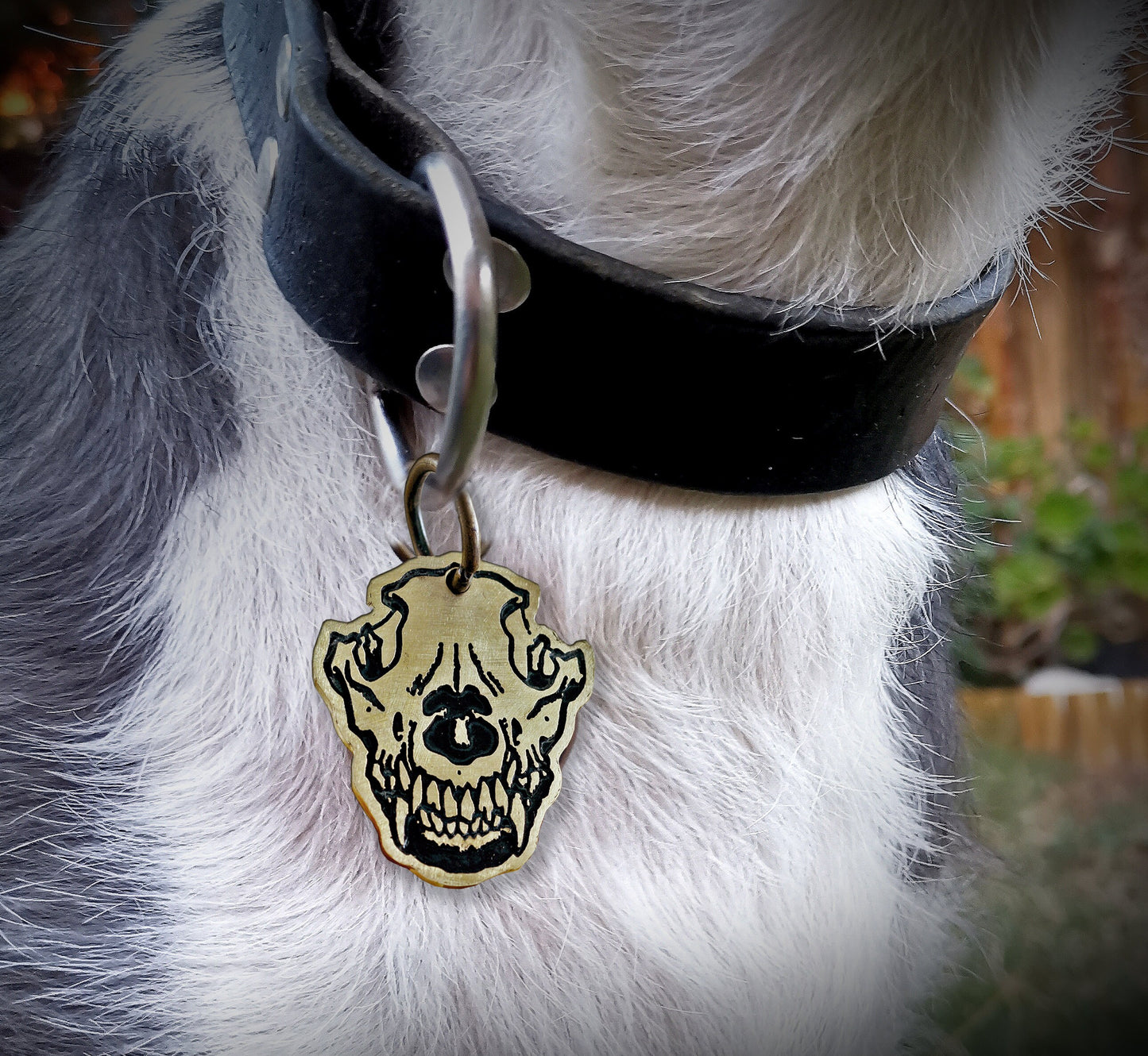 Placa mascota calavera de lobo, Nombre y teléfono grabados