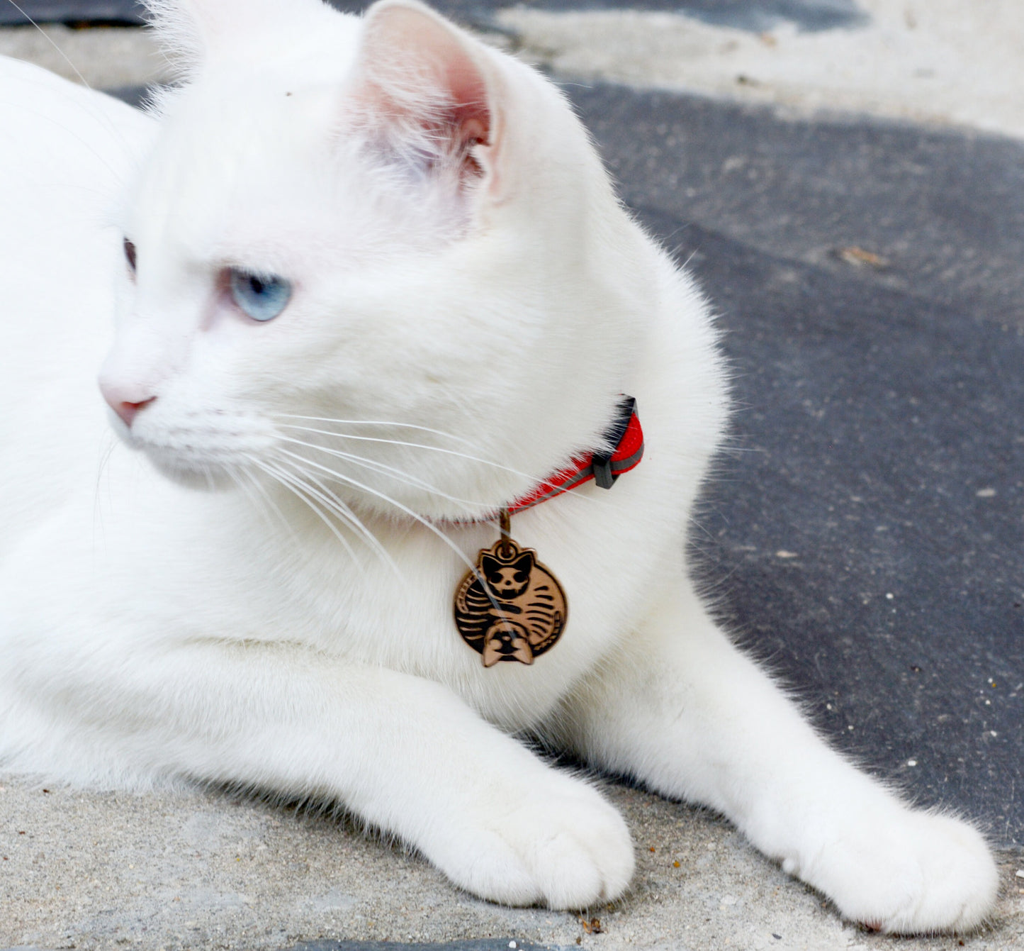 Chapa Ying Yang esqueletos de gatos personalizada con nombre y teléfono